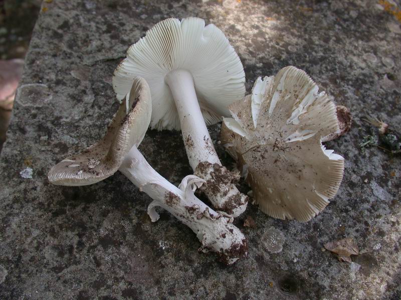 Un Amanita...